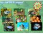 Aquarium Life Screensaver 3.2