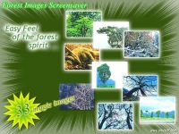 Forest Images Screensaver