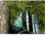 Forest Life 3D Screensaver 1.4