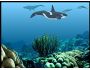 Whales And Dolphins 1.0