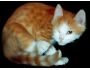 Lovely Cats screensaver 1.3