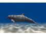Dolphin Aqua Life 3D Screensaver 3.0.3.2