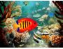 Tropical Fish 3D Screensaver 1.0