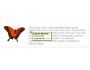 TransLite Spanish - English Dictionary 6.0