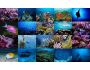 Ocean Life Photo Screensaver 1.0