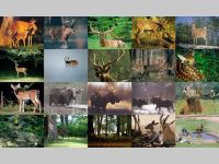 Deer Photo Screensaver