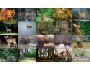 Deer Photo Screensaver 1.0
