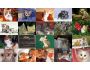 Cats Photo Screensaver 1.0