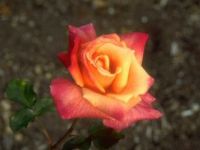 100 Beautiful flowers Vol. 1