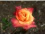 100 Beautiful flowers Vol. 1 5.0