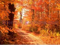 Colors of Autumn Free Screensaver