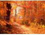 Colors of Autumn Free Screensaver 3.0