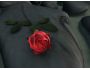 flower screensaver 1.0