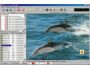 Amor Photo Downloader 1.5.0