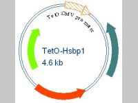 BVTech Plasmid