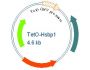 BVTech Plasmid 1.0