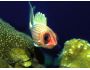 Free Saltwater Fish Screensaver 1.0