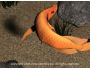 Seecrets.biz Golden Arowana Screensaver 1.0