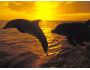 Free Oceanic Dolphin Screensaver 1.0