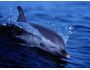 Free Living Dolphins Screensaver 1.0