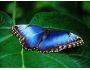 Free Living Butterfly Screensaver 1.0