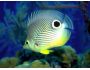 Free Aquarium Screensaver 1.0