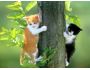 Free Fluffy Cat Screensaver Captura de pantalla