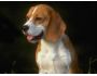 Free Friendly Dog Screensaver 1.0
