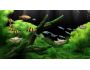 Dream Aquarium 1.0006