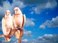Cockatoo Screensaver