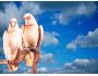 Cockatoo Screensaver 1.0