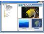Free Image Viewer InDepth 1.4.0.0