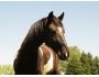 SDI Horse screensaver v1.1