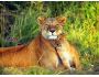 Amusing Lions ScreenSaver 2.0