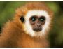 Cheerful Monkeys ScreenSaver 2.0