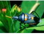 Colorful Beetles ScreenSaver 2.0