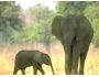 Playful Elephants  ScreenSaver 2.0
