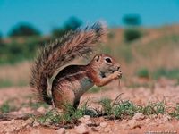 Free Animals Screensaver