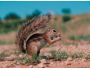 Free Animals Screensaver 1.01