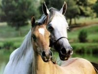 Free Horse Screensaver