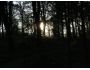 'Mystic Forest' Screensaver 1.01
