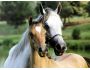Free Horse Racing Screensaver Captura de pantalla