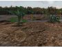 Dino Glade Advanced 1.4