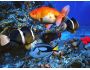free 3D Aqua Screensaver 2.85