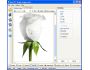 ReaTIFF - convert to TIF 2.1