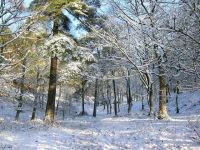 Free Winter Wonderland Screensaver