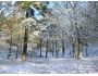 Free Winter Wonderland Screensaver Captura de pantalla