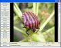 GdViewer Pro OCX - Image Viewer ActiveX 2.7.0