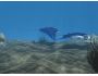 free 3D Manta Ray Aqua 2.6