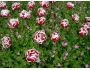 7art Wild Flowers ScreenSaver Captura de pantalla